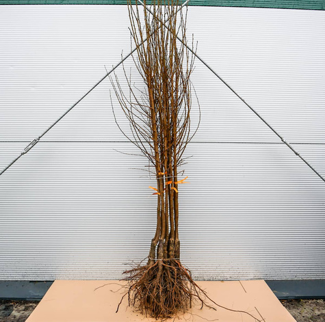 Śliwko-morela Śliwomorela Plumcot START PACK