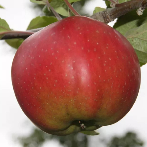 Jabłoń Kantówka Gdańska START PACK