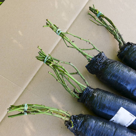 Róża parkowa Kölner Flora różowa balot