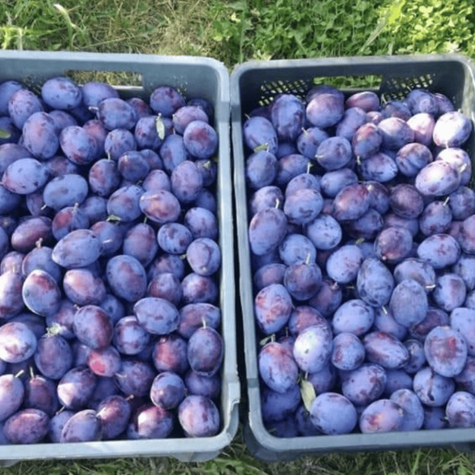 Śliwa Amers w doniczce (C2)