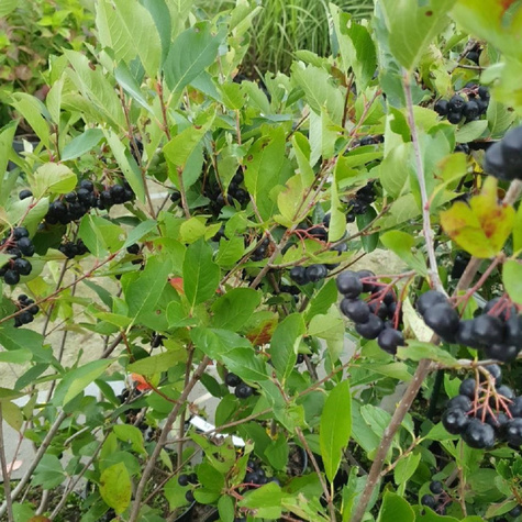 Aronia czarnoowocowa Hugin(C2)