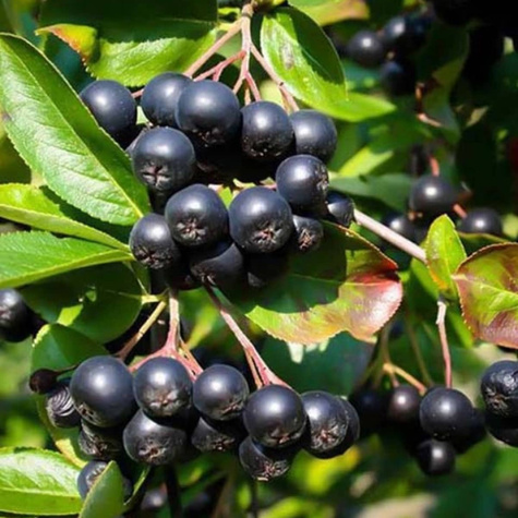 Aronia Czarnoowocowa Owoc Długowieczności i Antyoksydant Plant Pack