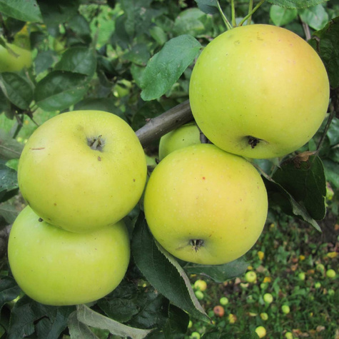 Duo Jabłoń Kosztela + Gloster START PACK