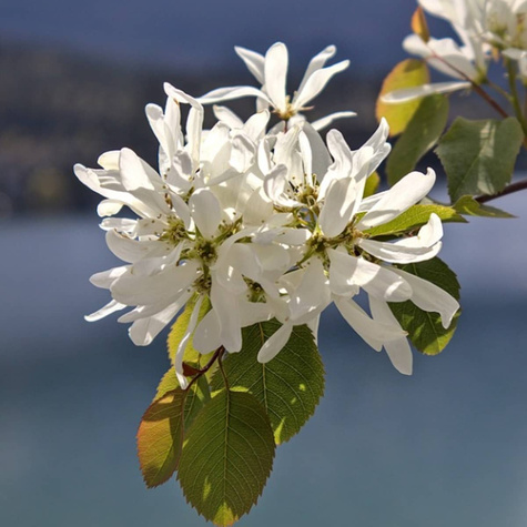 Świdośliwa lepsza niż borówka amerykańska - Deserowa
