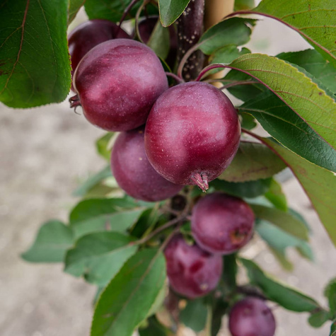 Jabłoń kolumnowa Maypole Balerina START PACK