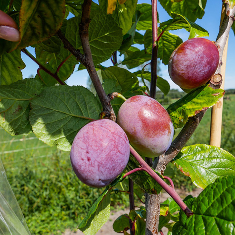 Śliwa Andres START PACK