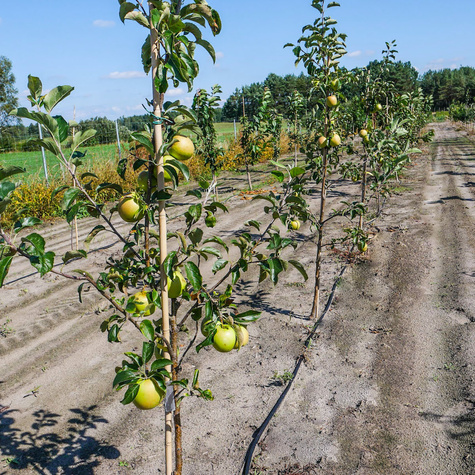 Jabłoń Golden Dream START PACK