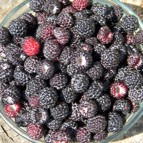 Malina czarna START PACK