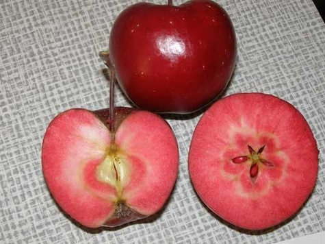 Jabłoń kolumnowa Maypole Balerina w doniczce