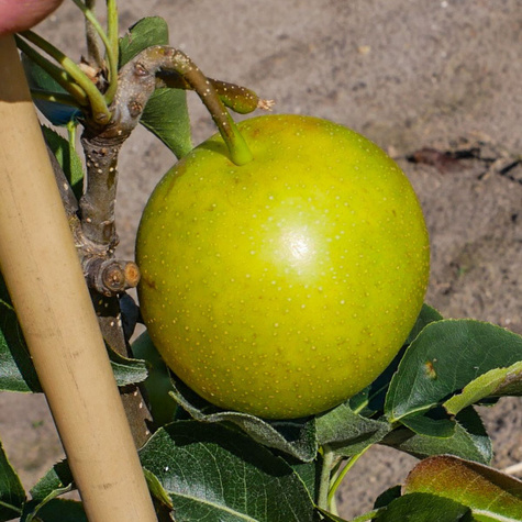 Grusza azjatycka Nijisseiki New Century najsłodsza