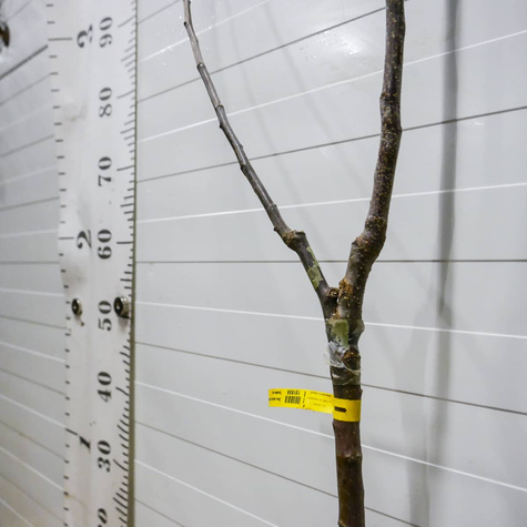 Duo Jabłoń Genewa Early + Julka Plant Pack