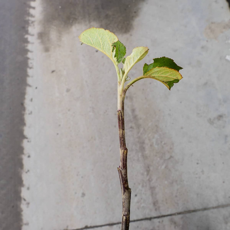 Jabłoń Bohemia Start Pack