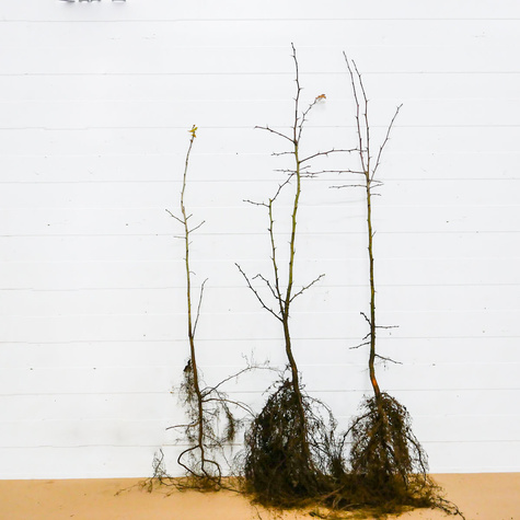 Głóg jednoszyjkowy Plant Pack