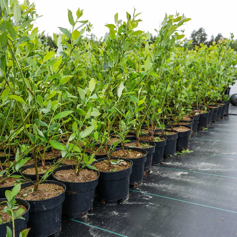 Borówka amerykańska Patriot