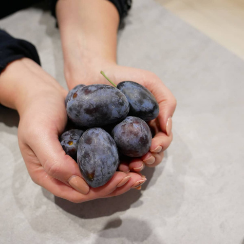 Śliwa Buhler karłowa START PACK