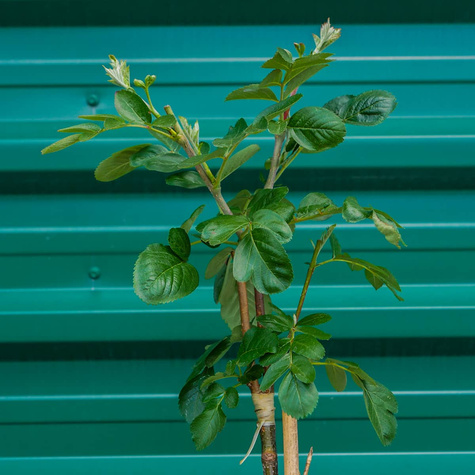 Jarzębina Jadalna Jarząb Jadalny Burka
