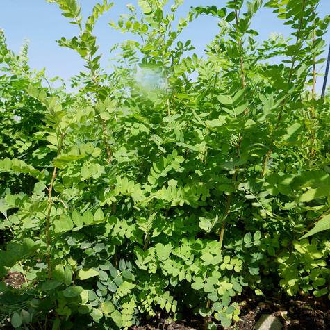 Karagana syberyjska na żywopłot Plant Pack