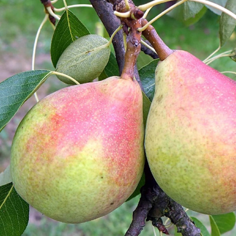 Grusza Klapsa Faworytka