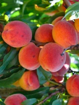 Brzoskwinia Primissima Delbardo Plant Pack