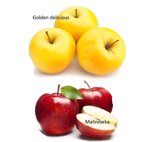 Duo Jabłoń Malinowa + Golden Delicious START PACK