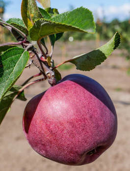 Jabłoń Kings Root