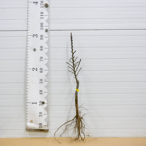 Mini Grusza karłowa karłowe Sunrise Plant Pack