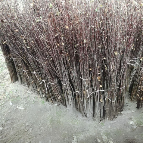 Podkładka Jabłoni P14 Półkarłowa Plant Pack