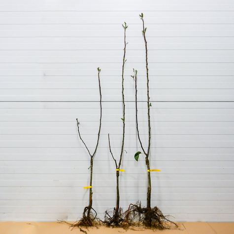 Duo Śliwa Węgierka Wczesna+ Early Orange Plant Pack