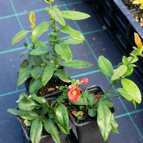 Pigwowiec okazały Nivalis Ozdobny Obronny na Nalewki