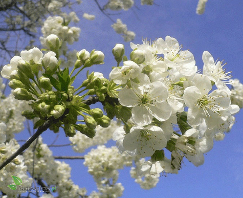 Śliwa japońska Shiro w doniczce (C2)