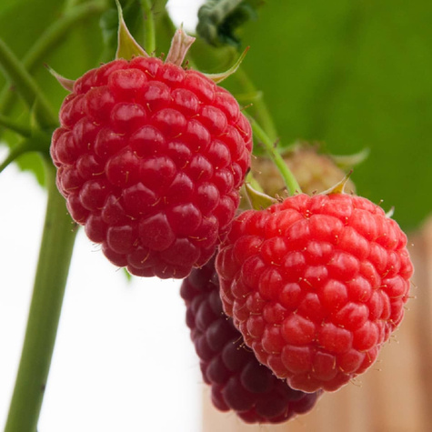 Malina czerwona na balkon Summer Lovers Petite Red