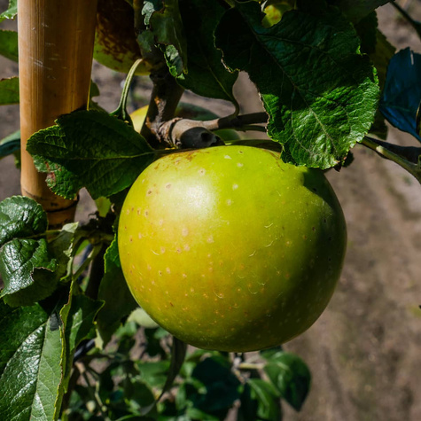 Półkarłowa Jabłoń Kosztela START PACK