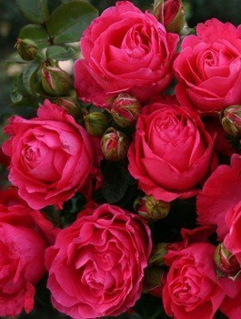Róża wielkokwiatowa Cherry Lady amarantowa balot