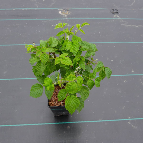 Malina fioletowa Glen Dee (C2)