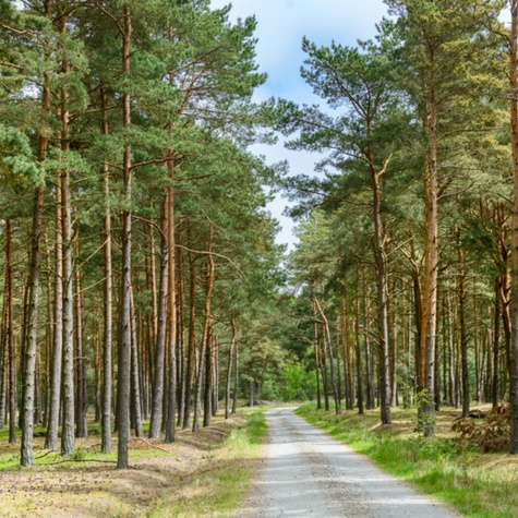 Sosna zwyczajna Plant Pack