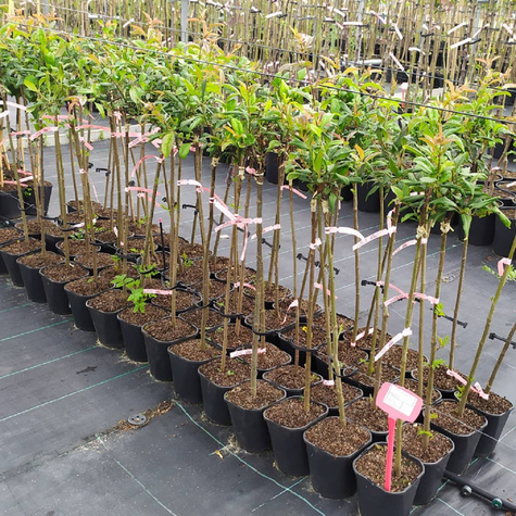 Pigwowiec okazały Nivalis Szczepiony na pniu PA60