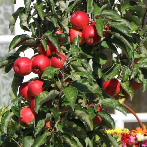 Jabłoń kolumnowa Waltz START PACK