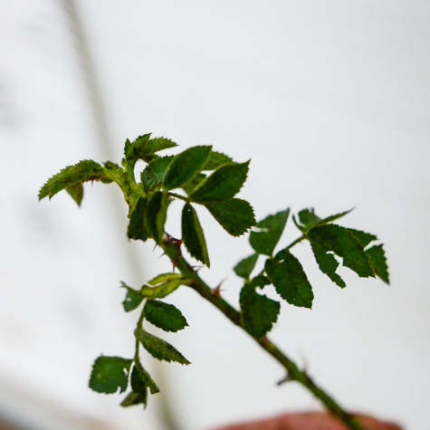 Róża dzika na żywopłot Plant Pack