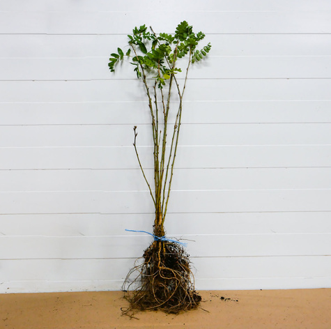 Karagana syberyjska na żywopłot Plant Pack