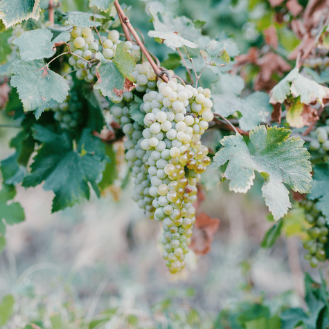 Winorośl winogrona Refren