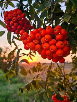 Jarzębina PREMIUM SADZONKI Plant Pack