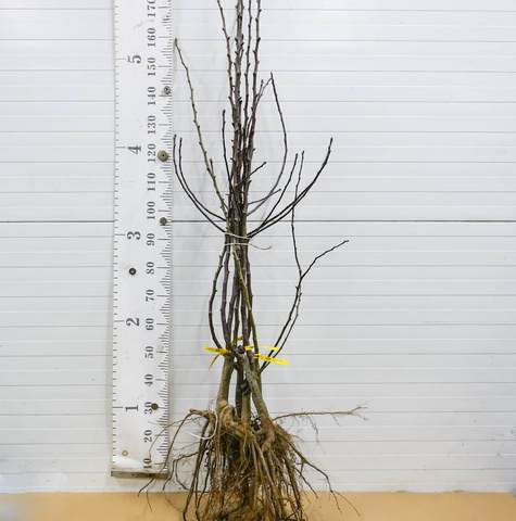 Duo Śliwa Węgierka Zwykła + Morela Goldrich START PACK