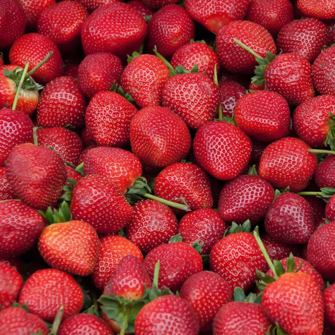 Truskawka Florence bardzo późna sadzonki zielne kopane HURT 500szt