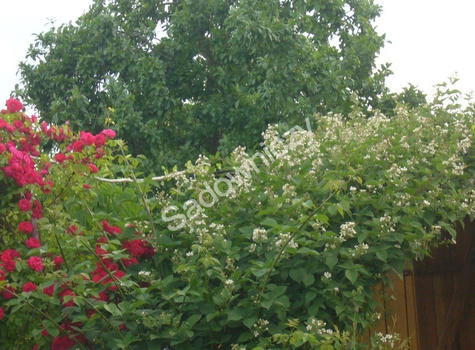 Jeżyna czarna w doniczce