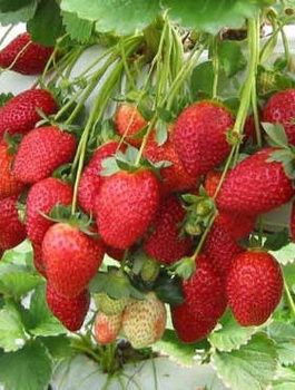Truskawka Monterey pnąca wisząca powtarzająca FRIGO