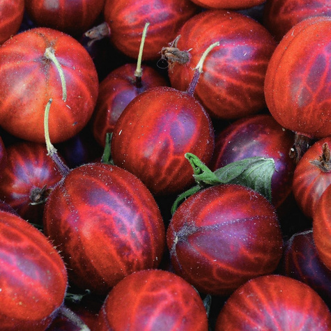 Agrest czerwony Spine Free w balocie