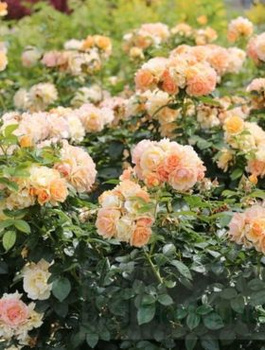 Róża rabatowa Hansestadt Rostock morelowa