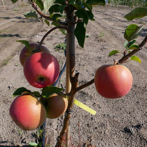 Jabłoń Czerwona Papierówka