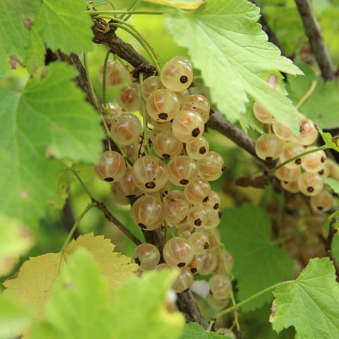 Porzeczka biała z Joteborg