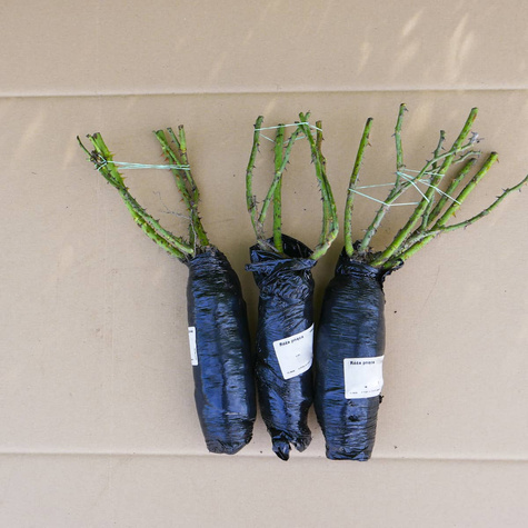 Róża pnąca Żółta Golden Shower balot